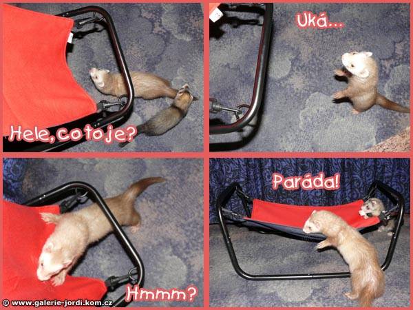paw-relax-01.jpg